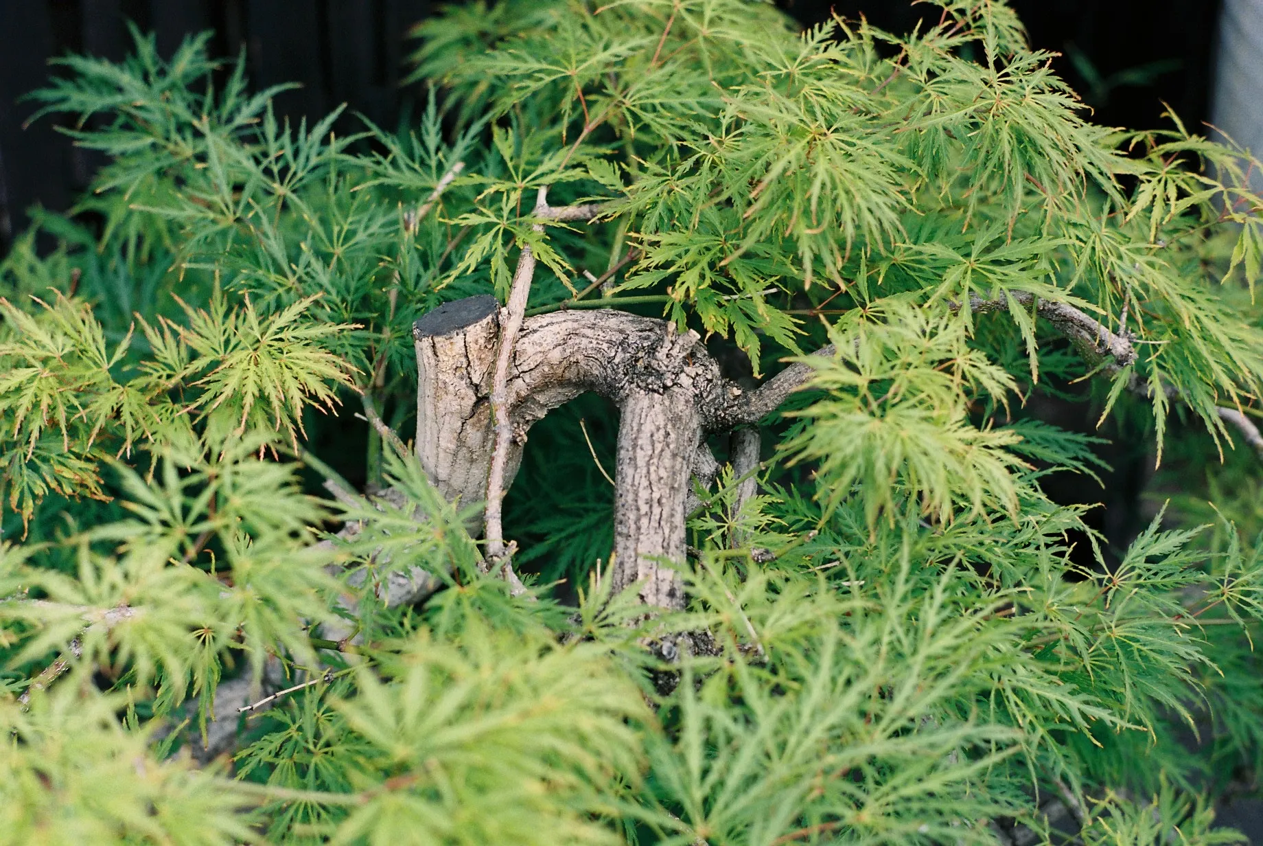 Green Japanese-maple foliage around a cut tree stump